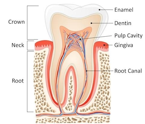 root canal treatment in Vasant Kunj